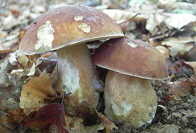 Primizie estive nel Jura francese